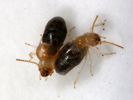Neocapritermes taracua (Termitidae: Termitinae), Francouzská Guyana. Dělník vlevo "vybouchl" a kontaminoval druhého.